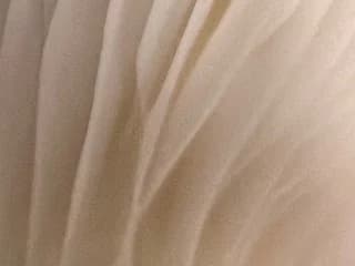 WebCAM di FunTimezzzzz